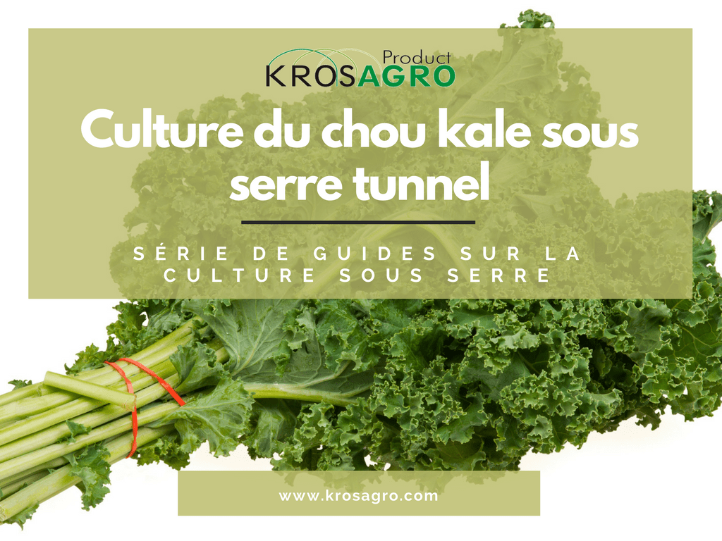 Cultiver Le Chou Kale Sous Serre Tunnel