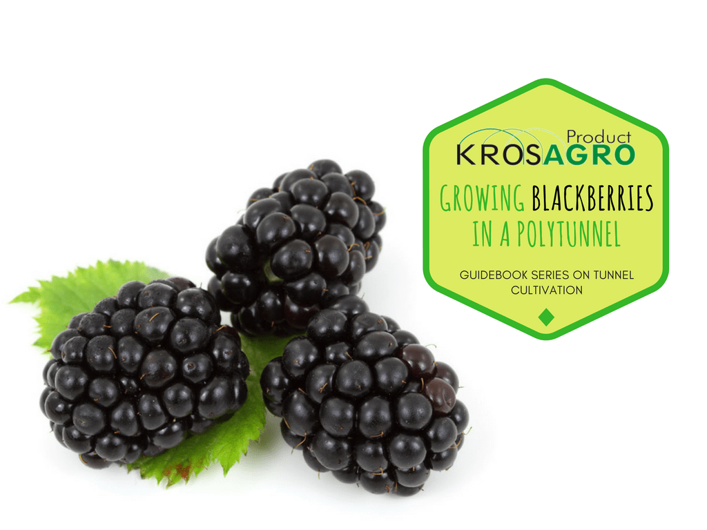 Growing Blackberries In A Polytunnel