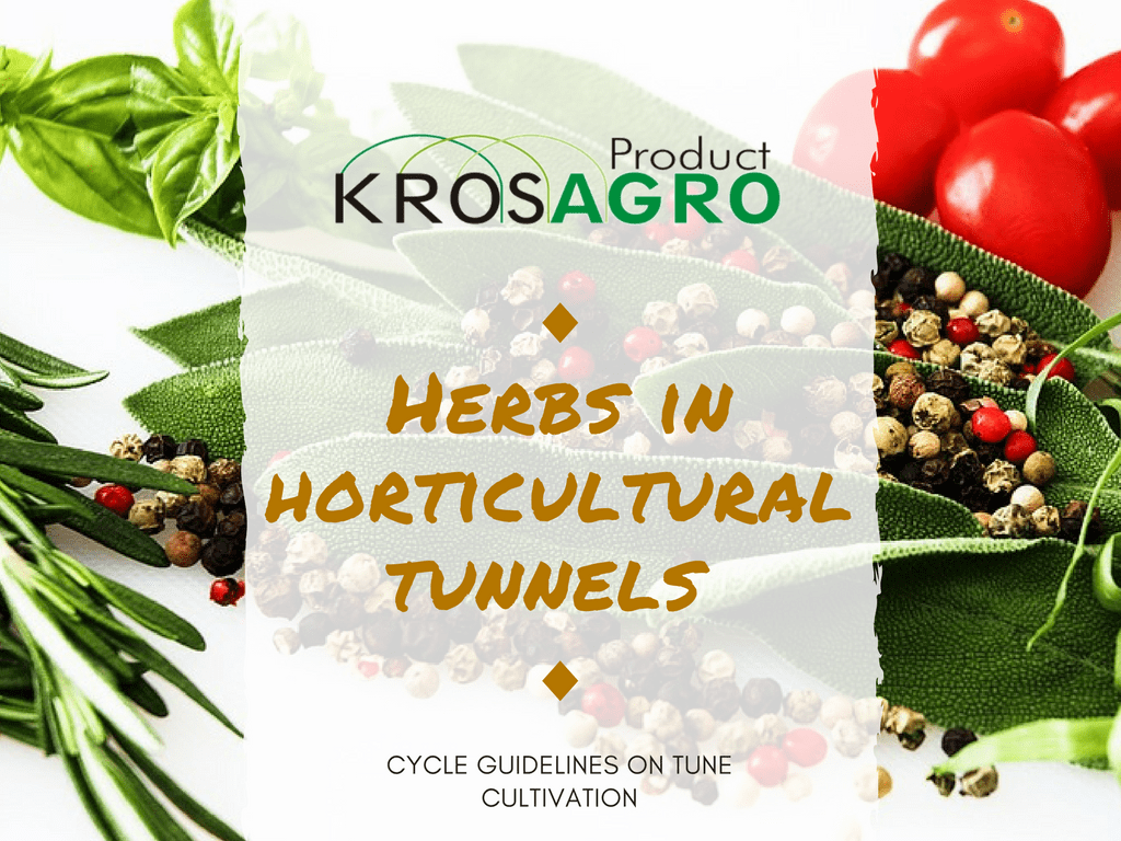 Herbs in horticultural tunnels