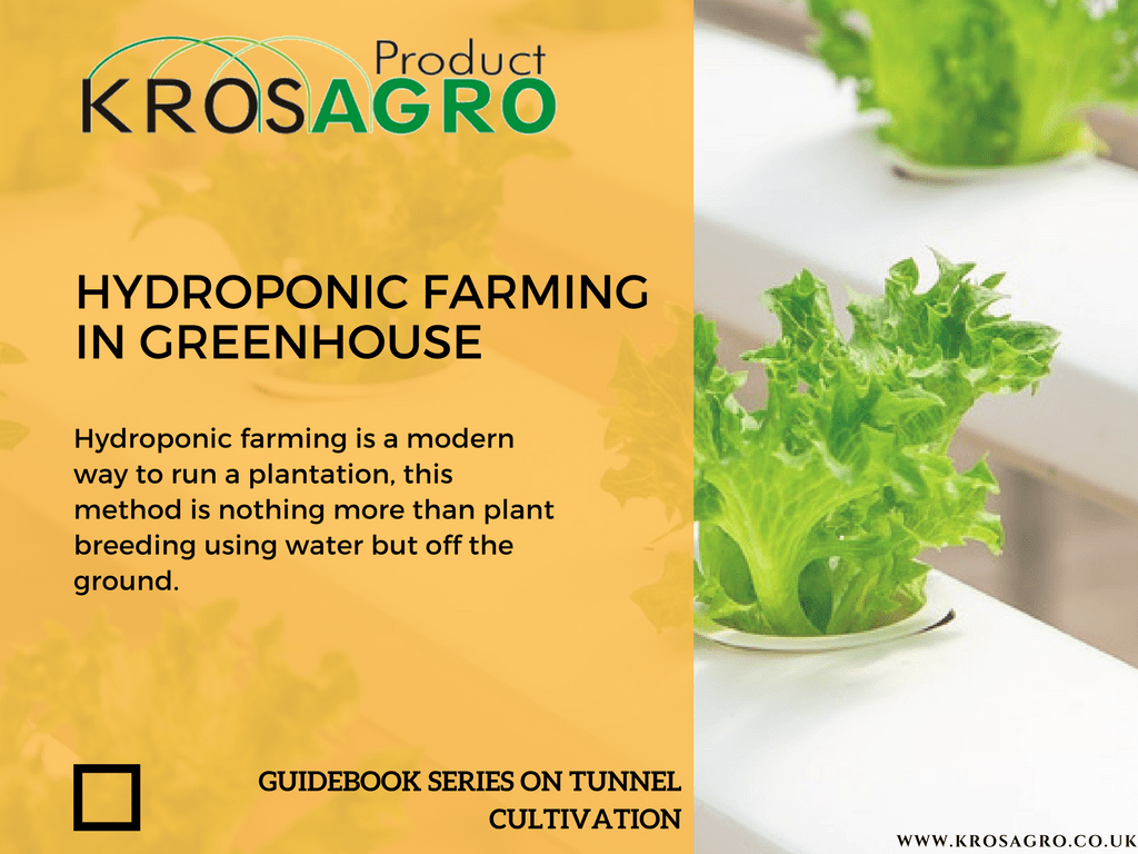 Hydroponic farming in greenhouse