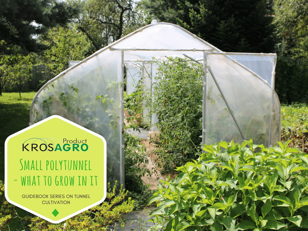 9 Best Crops To Grow In A Small Polytunnel