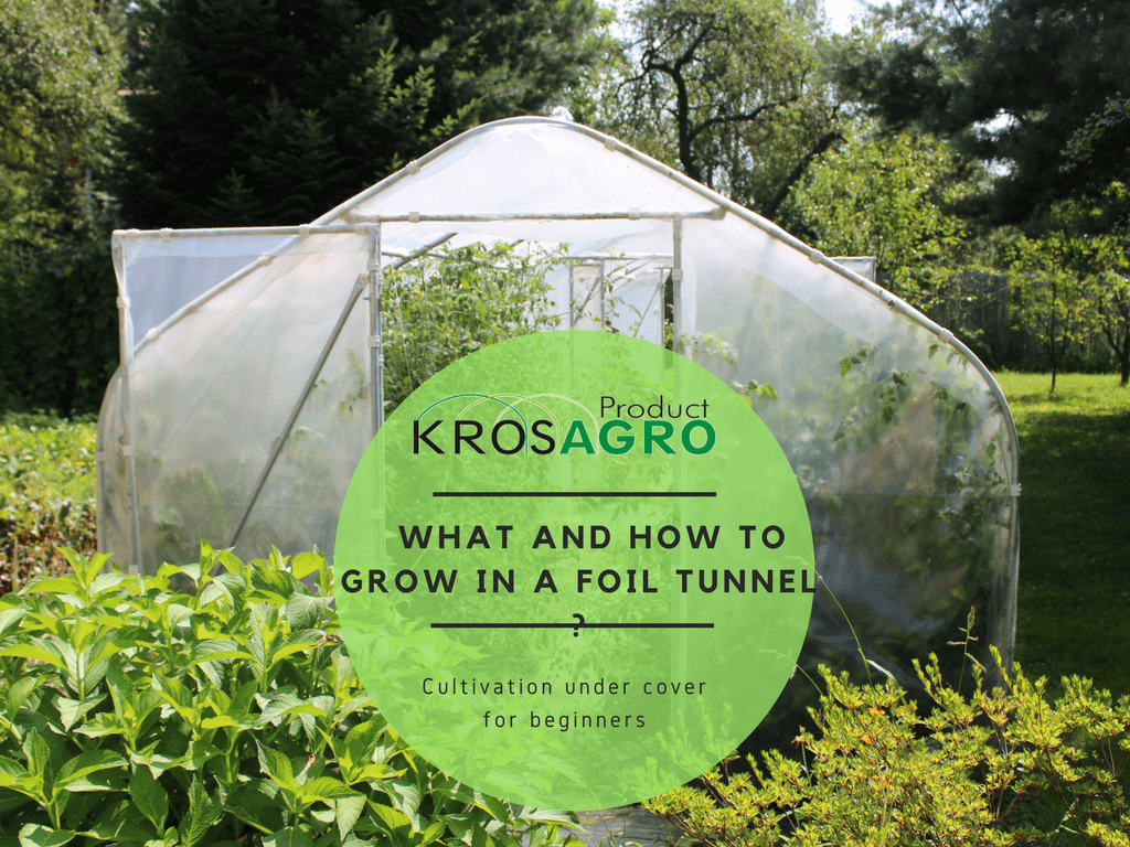 What and how to grow in a polytunnel?