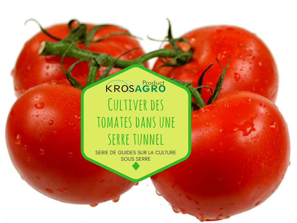 Comment Cultiver Des Tomates Sous Serre