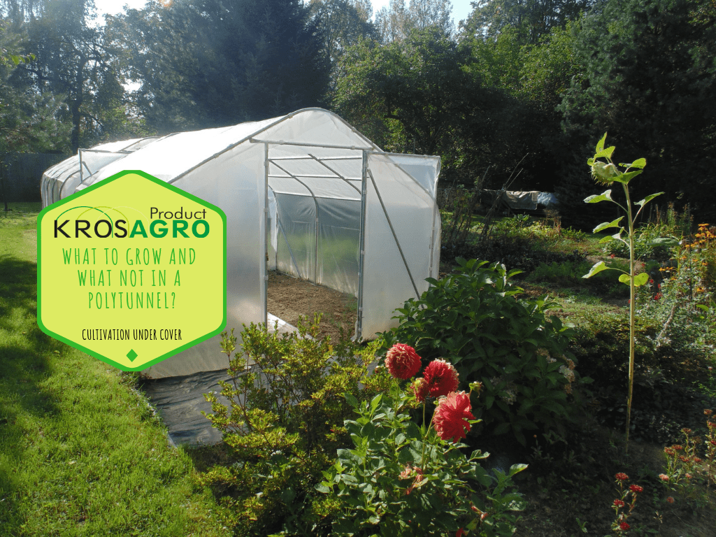 What to grow and what not in a polytunnel?
