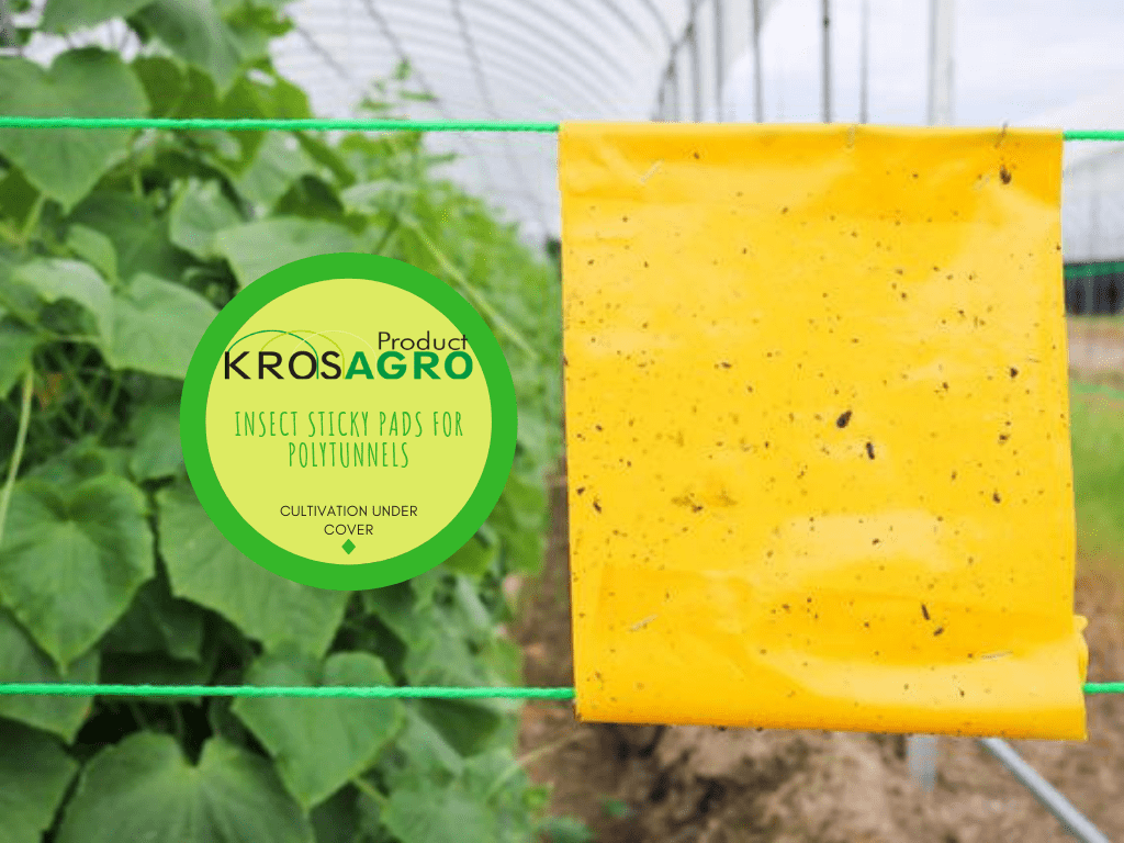 Insect sticky pads for polytunnels