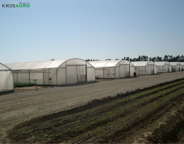 Profesjonalne tunele foliowe na komercyjne plantacje dla przedsiębiorstw rolnych.