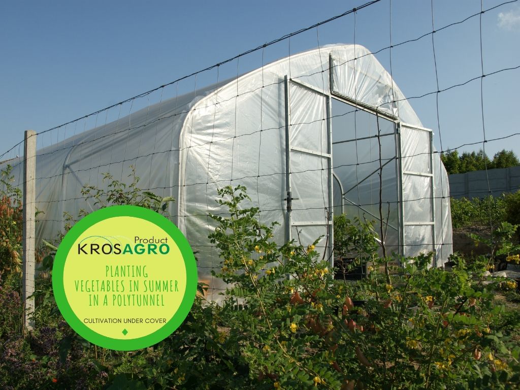 Polytunnel in august
