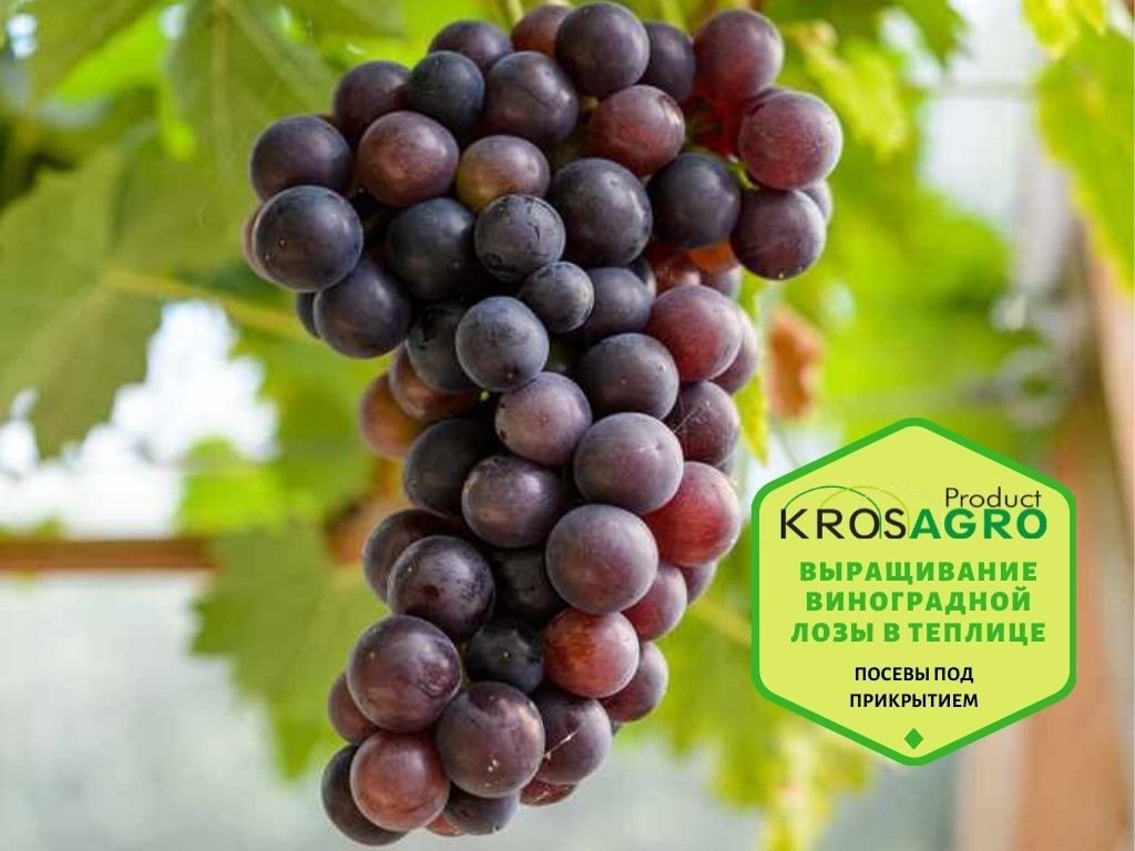 Выращивание виноградной лозы в теплице - производитель - Кросагро