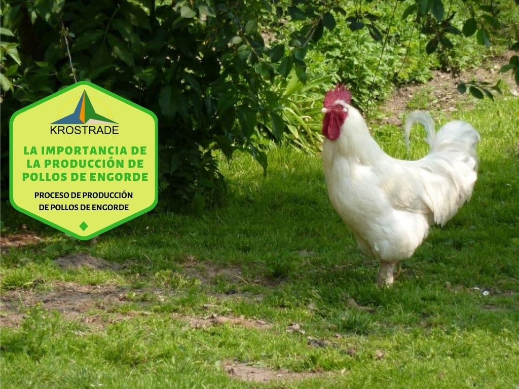 La importancia de la producción de pollos de engorde