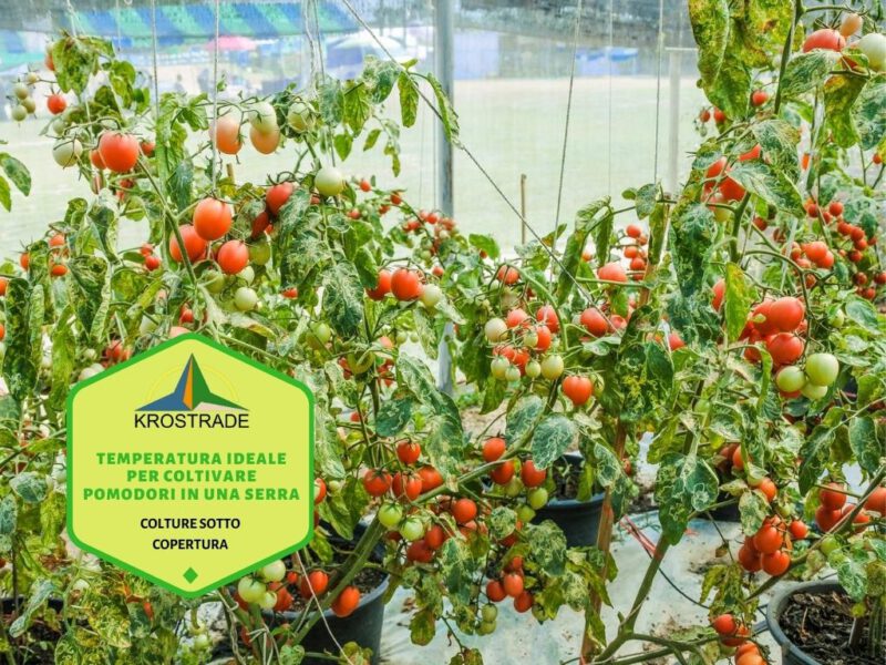 Temperatura ideale per coltivare pomodori in una serra