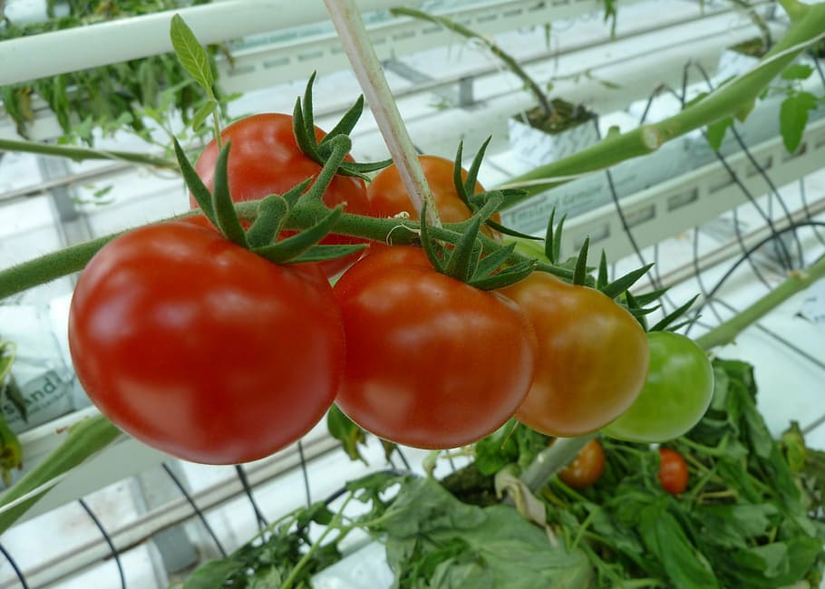 how to string tomatoes in greenhouse