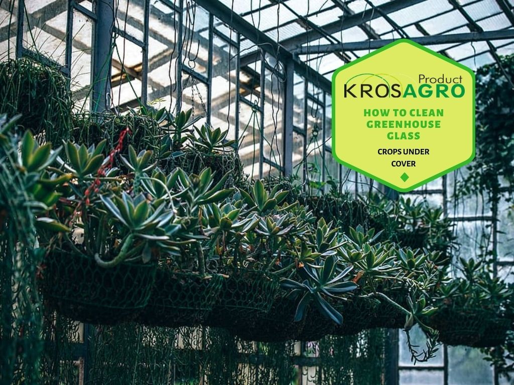 How To Clean Greenhouse Glass - Krosagro