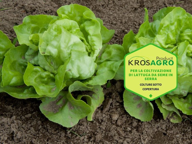 Per la coltivazione di lattuga da seme in serra - produttore di serre - Krosagro