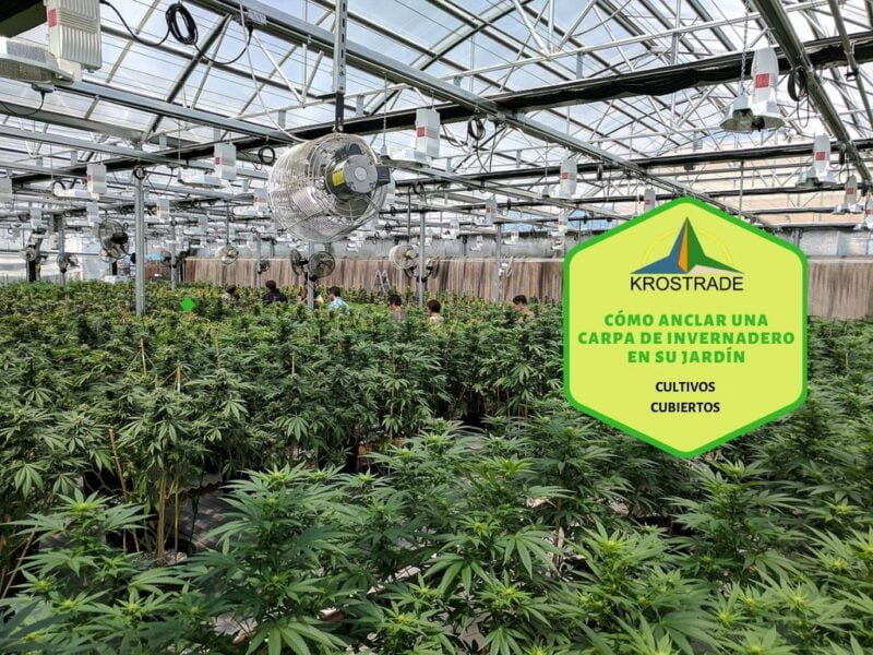 Qual è la temperatura ideale per coltivare cannabis in serra