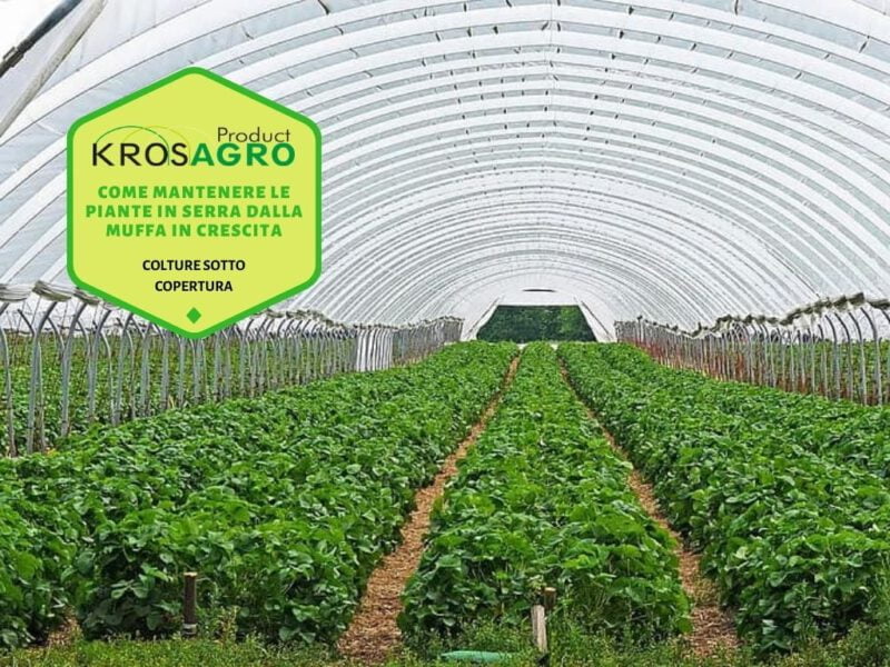 Come mantenere le piante in serra dalla muffa in crescita - produttore di serre - Krosagro