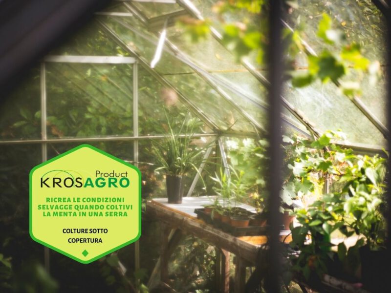 Ricrea le condizioni selvagge quando coltivi la menta in una serra - produttore di serre - Krosagro