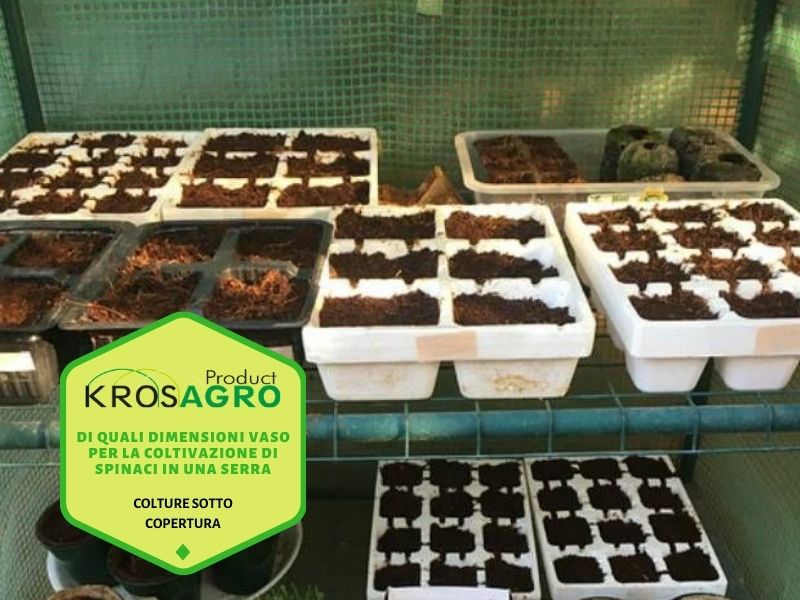 Di quali dimensioni vaso per la coltivazione di spinaci in una serra - produttore di serre - Krosagro