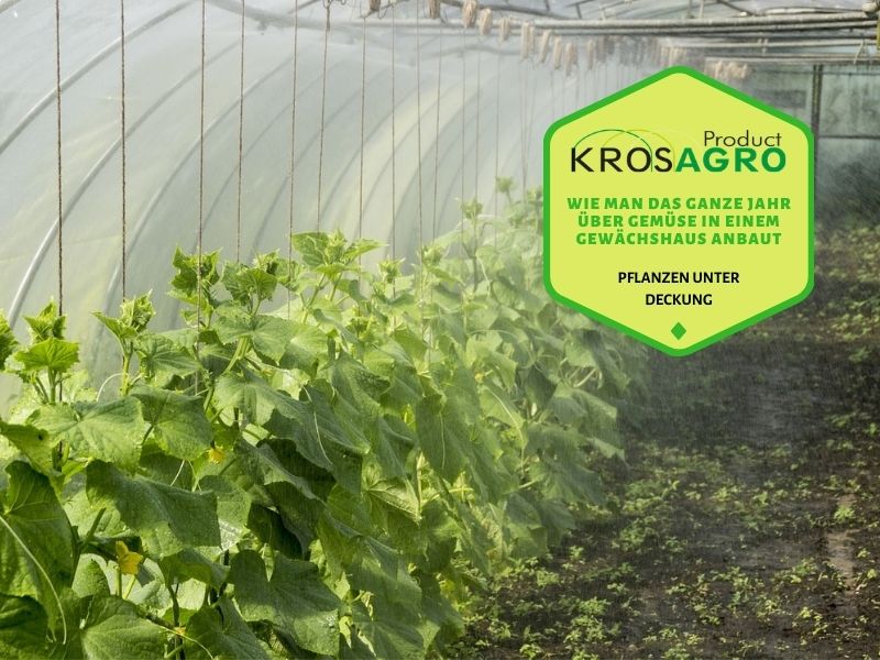 Wie man das ganze Jahr über Gemüse in einem Gewächshaus anbaut - Gewächshaushersteller - Krosagro