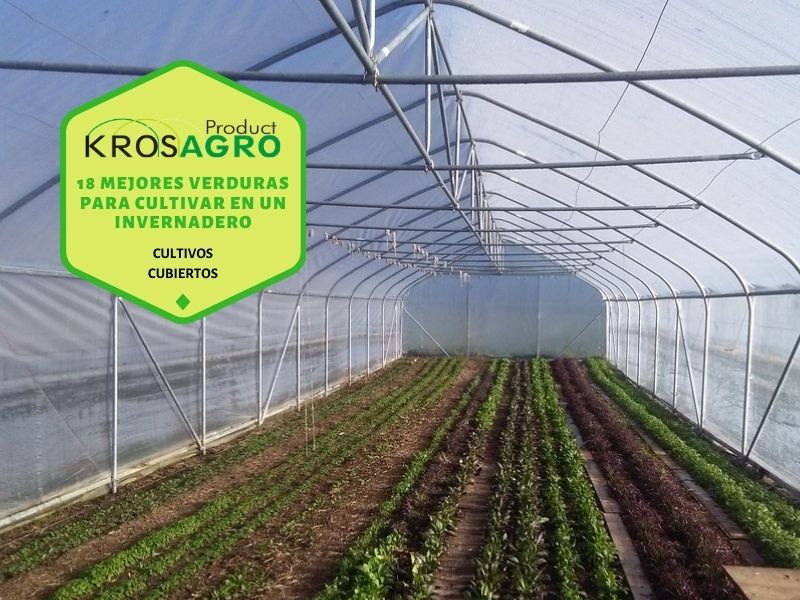 mejores verduras para un invernadero - fabricante Krosagro