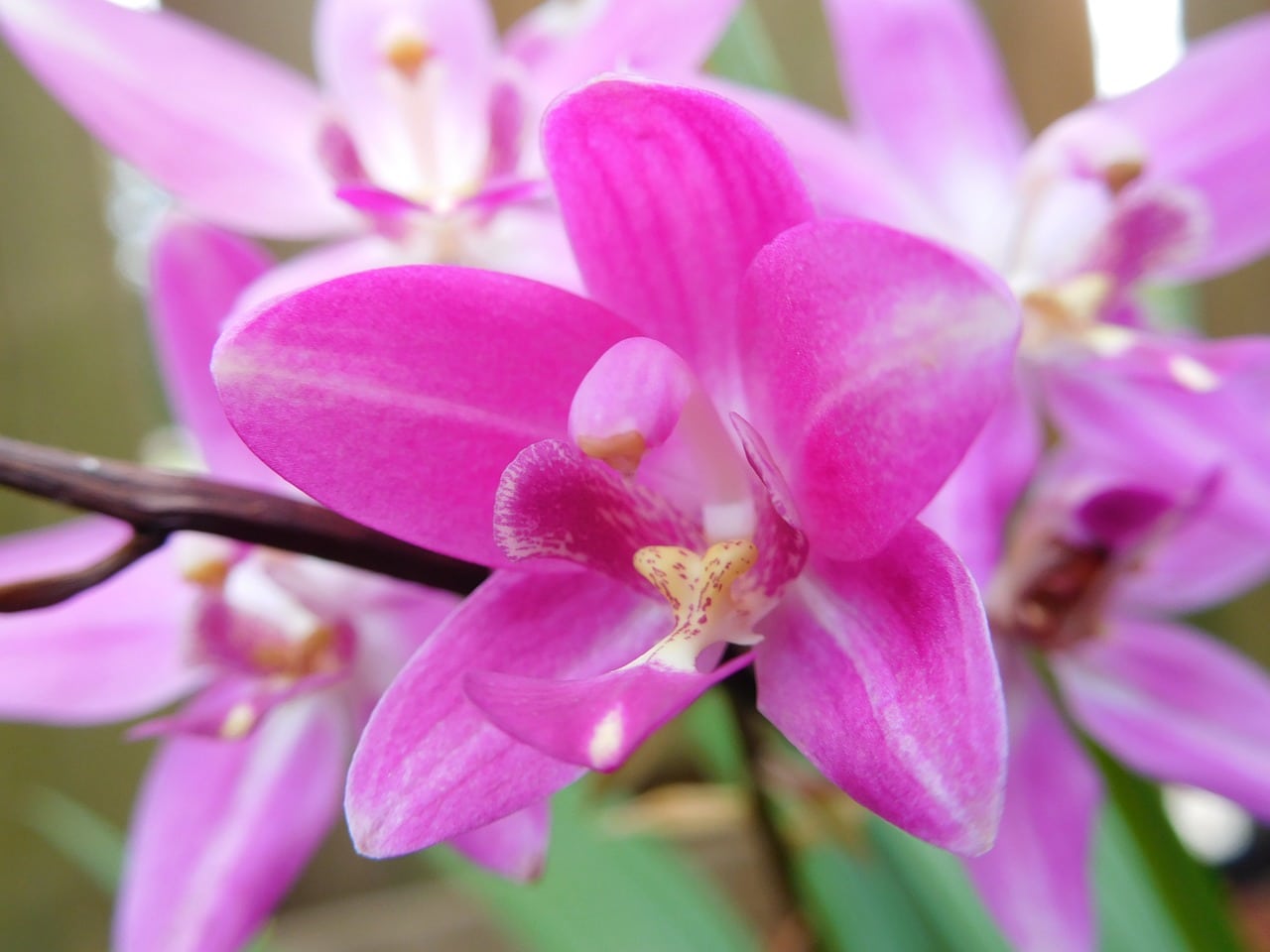 2 Schritte zum Züchten von gemahlenen Orchideen 1