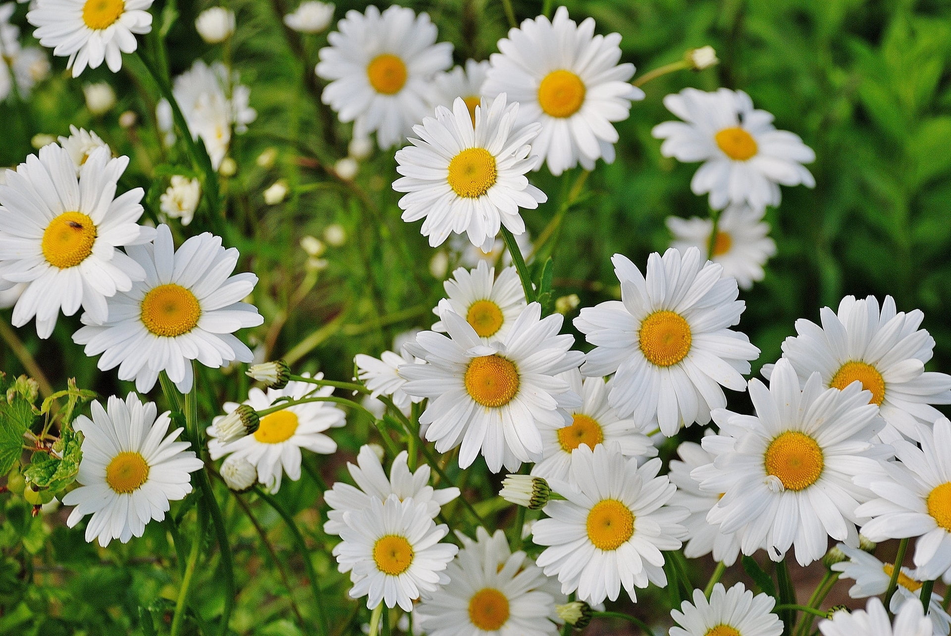3 besten Blumen, um in Deutschland zu wachsen