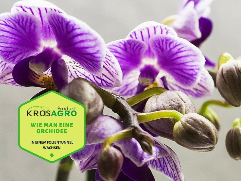 3 Tipps zur Wiederbelebung einer Orchidee ohne Blätter