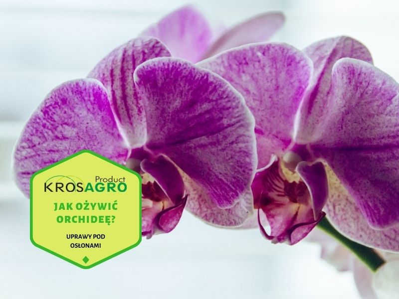 3 wskazówki, jak ożywić orchideę bez liści | KrosAgro