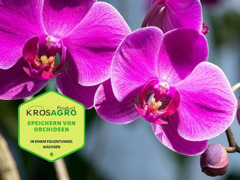 4 besten Möglichkeiten zum Speichern von Orchideen