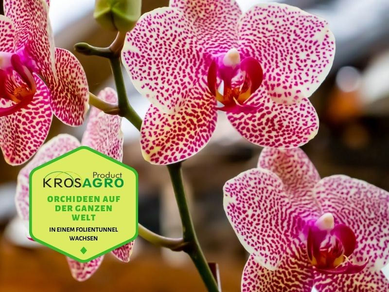 4 Fakten darüber, wie Orchideen in freier Wildbahn wachsen