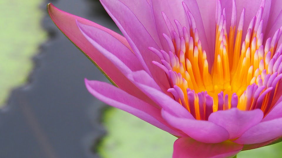 5 praktycznych wskazówek o tym jak sadzić kwiaty lotosu
