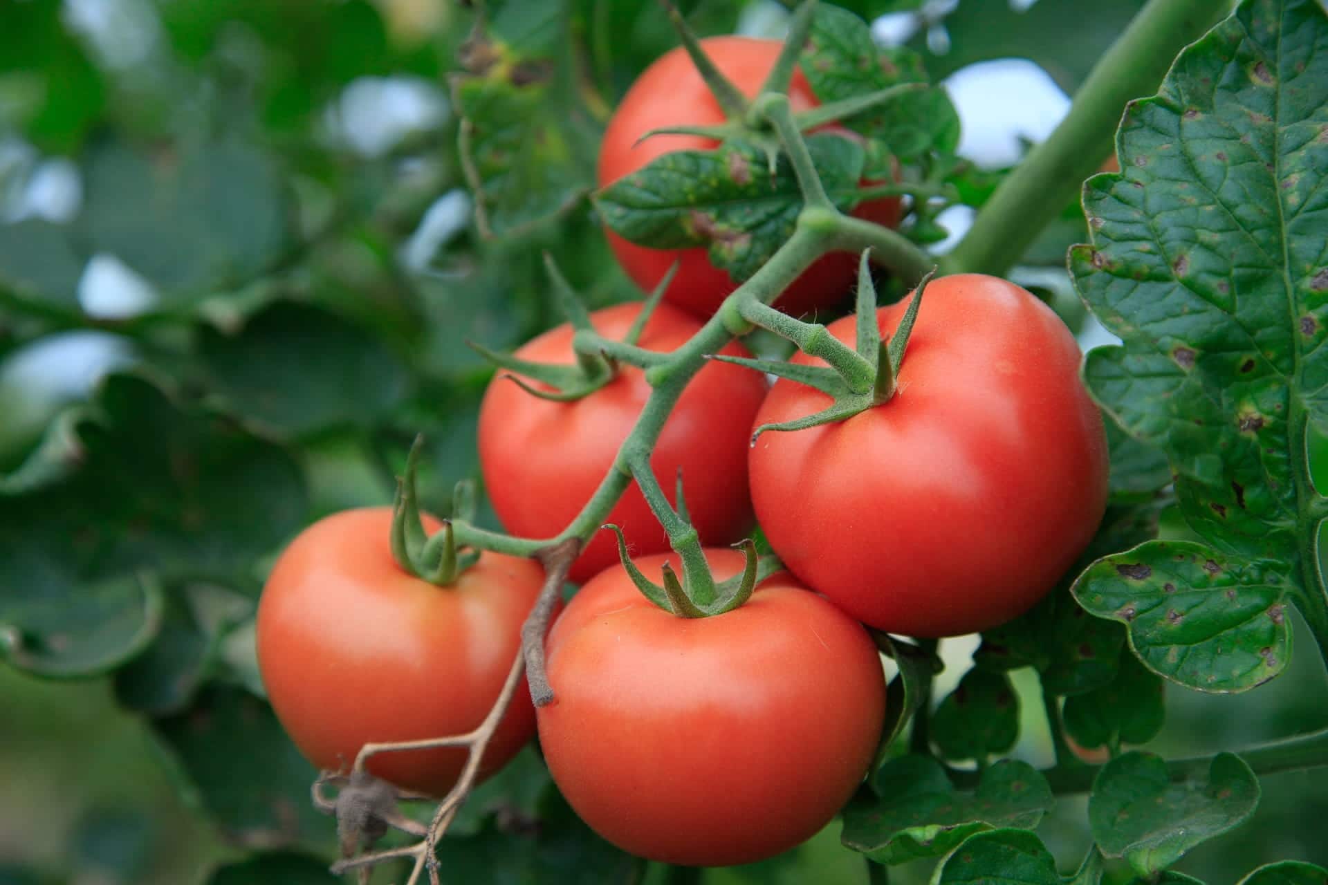 6 Geheimnisse zum Anbau von Tomaten in Deutschland 1