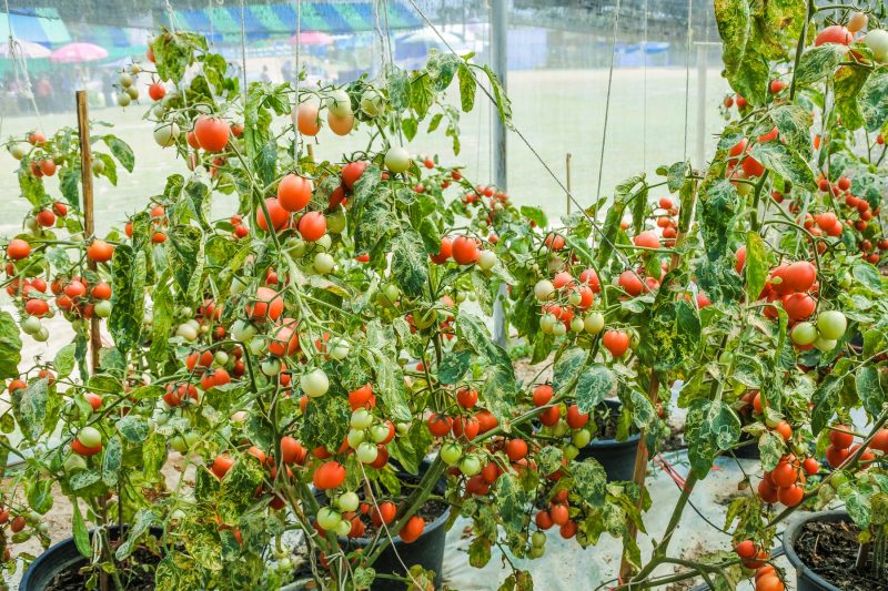 Anbau von Tomaten in Deutschland 1