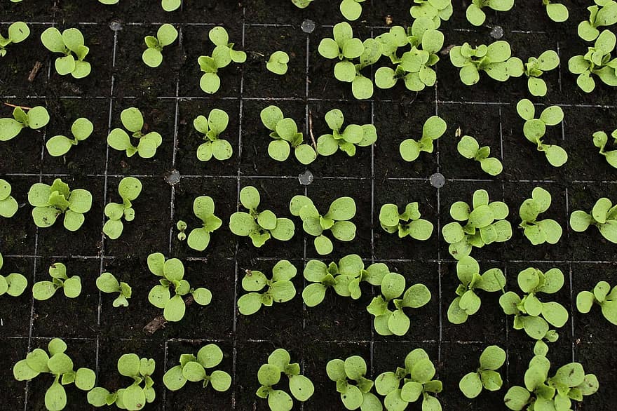 Benötigen Sie Feuchtigkeitskuppeln, wenn Sie Samen in ein Gewächshaus pflanzen?