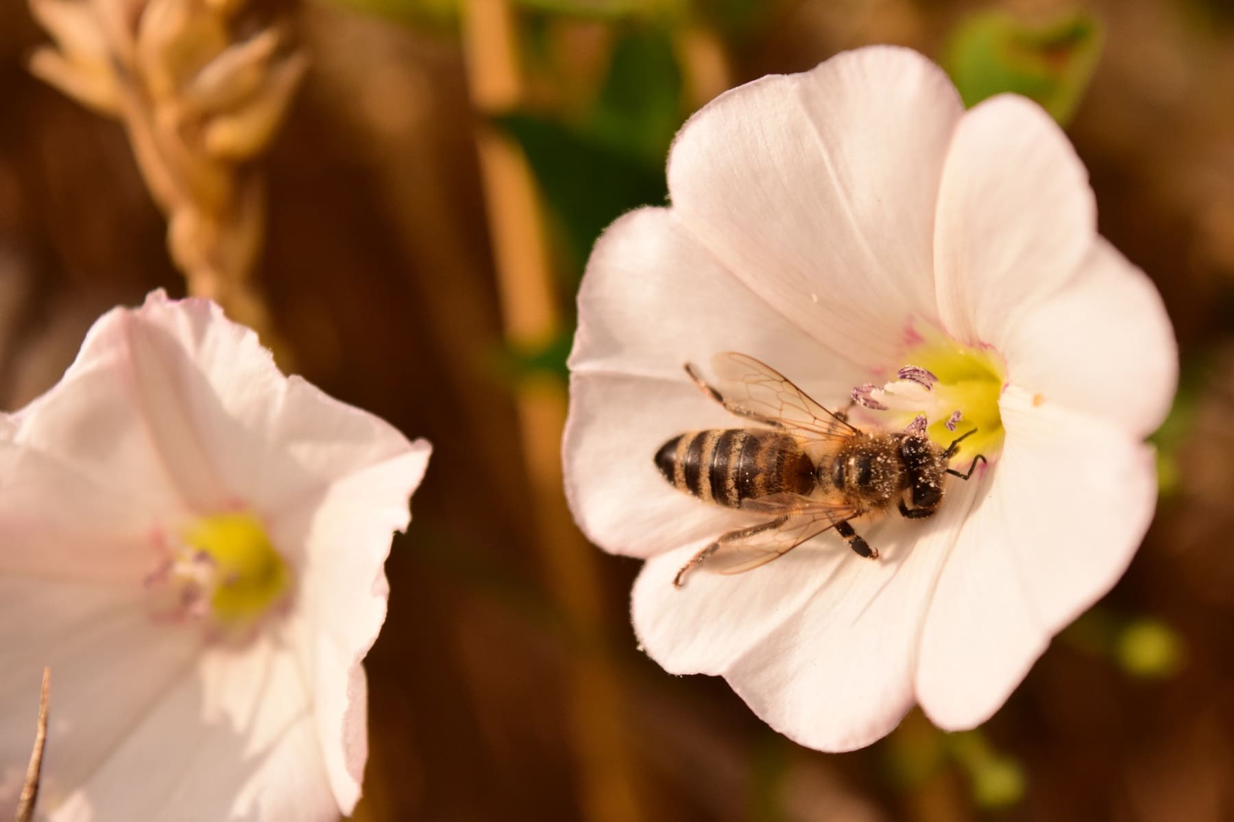 Comment polliniser correctement dans une serre de jardin 1