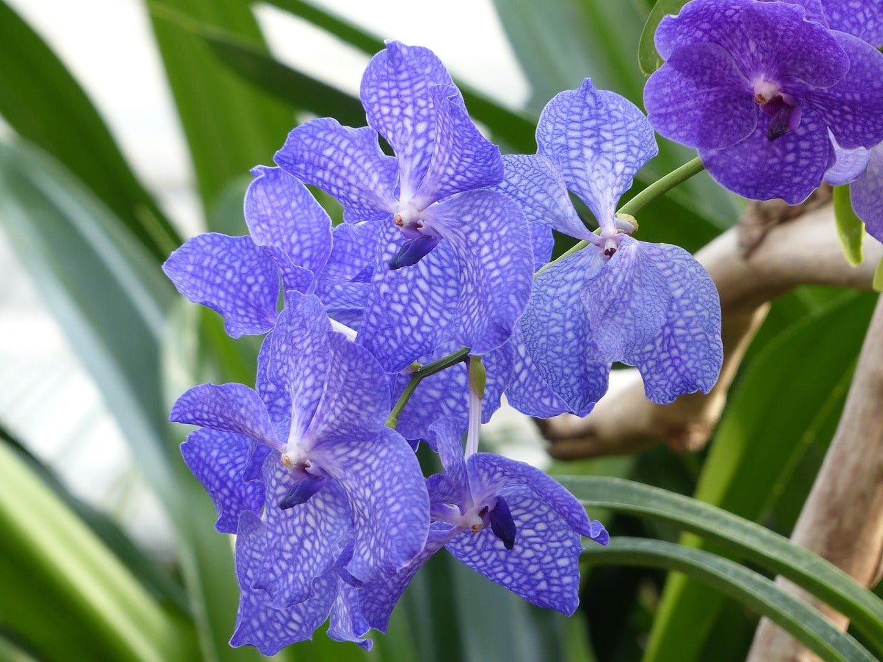 Comment teindre les orchidées en bleu. 2 méthodes simples 1