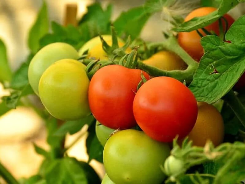 Idealna temperatura do uprawy pomidorów w tunelu foliowym