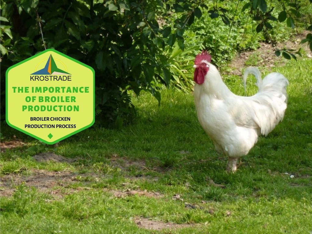 Importance de la production de poulets; 9 raisons de base 2