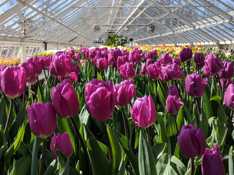 Jak dbać o tulipany uprawiane w hydroponice | KrosAgro