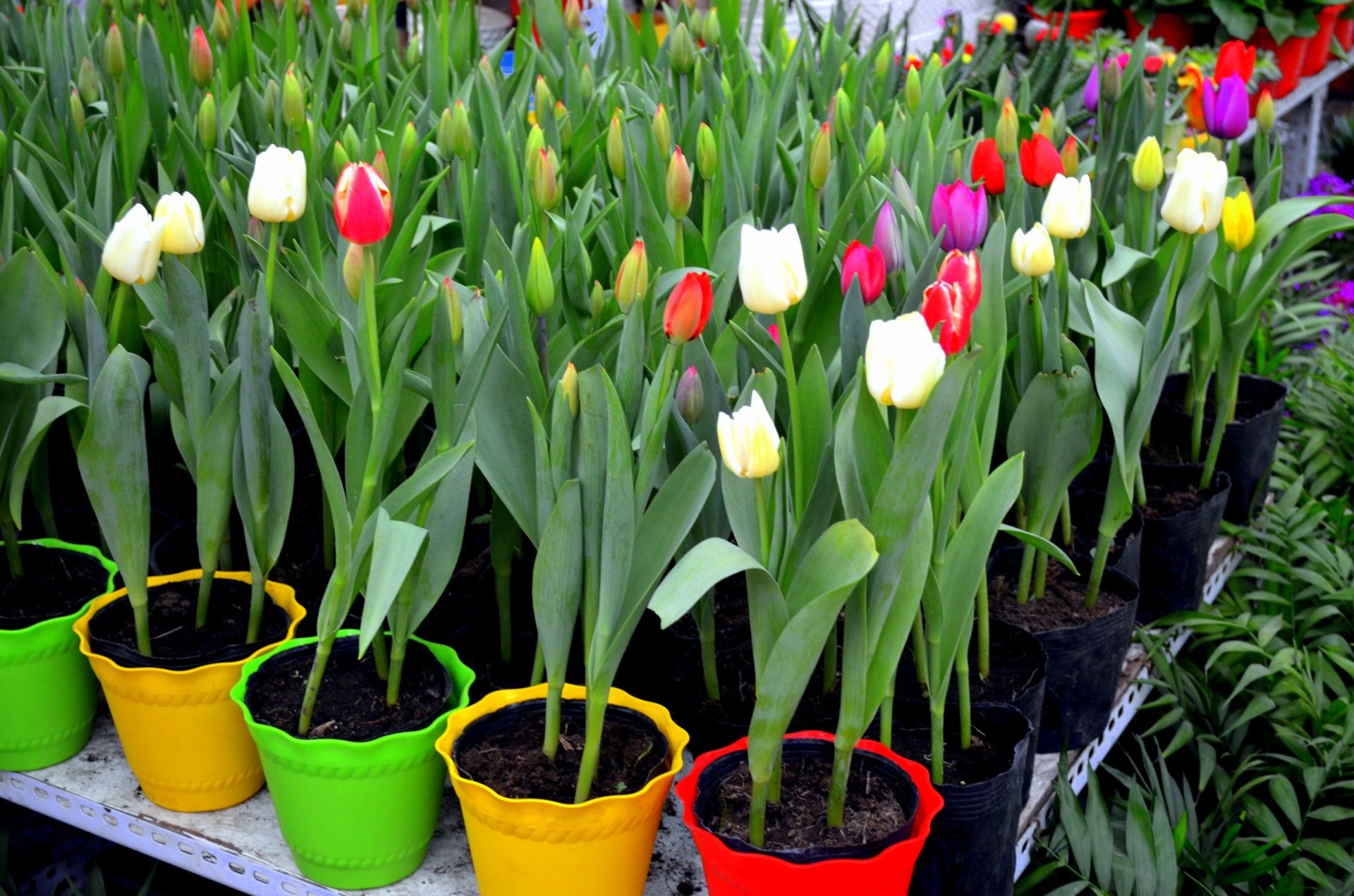 Jak dbać o tulipany w doniczkach w 4 prostych krokach