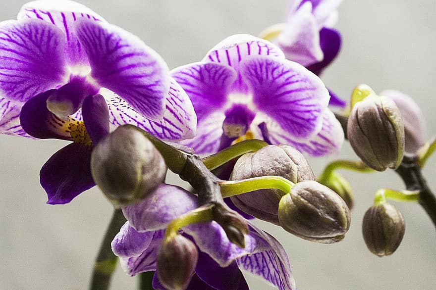 Jak długo utrzymują się orchidee Just Add Ice | KrosAgro