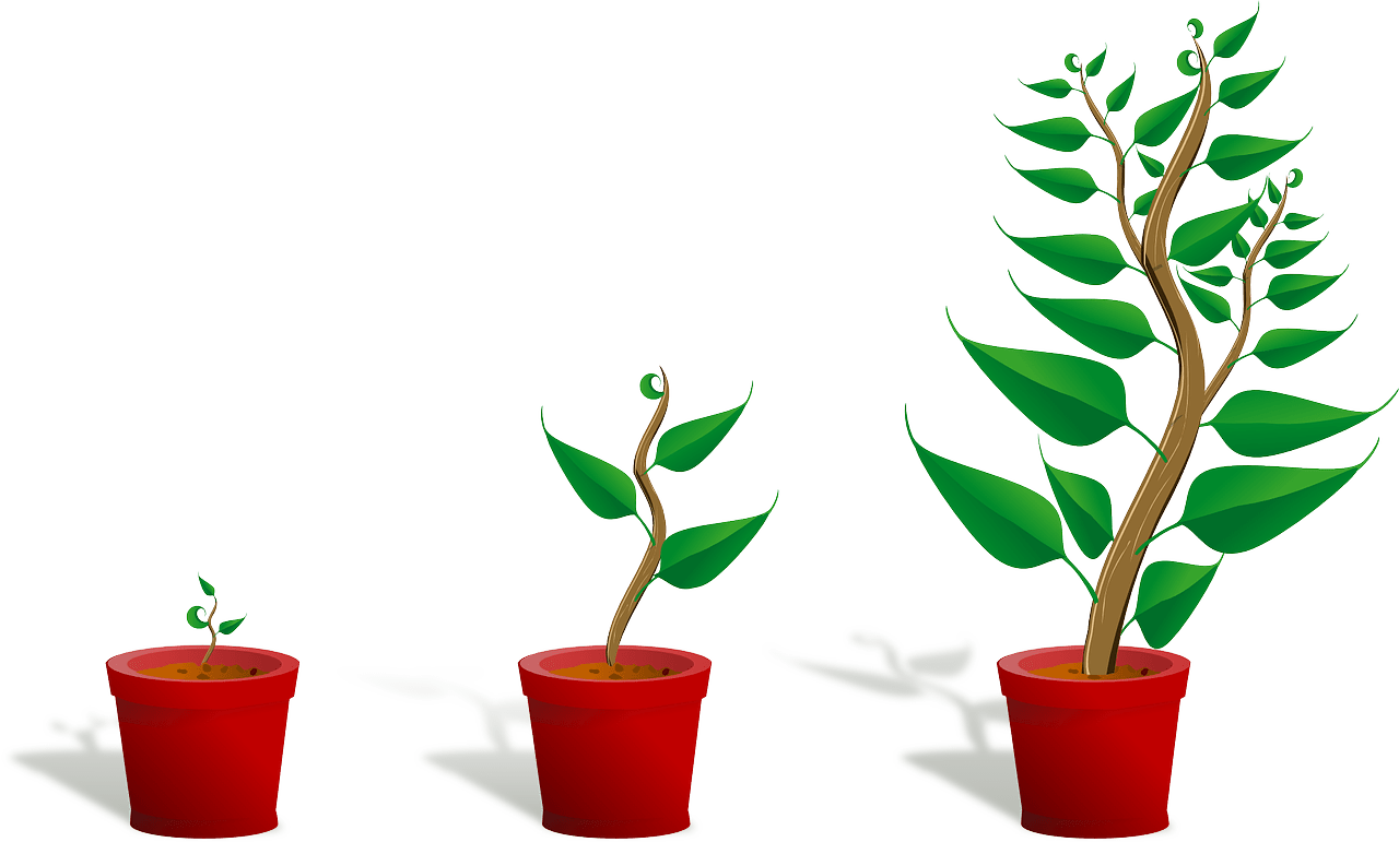 Jak mierzyć wzrost roślin na 3 proste sposoby