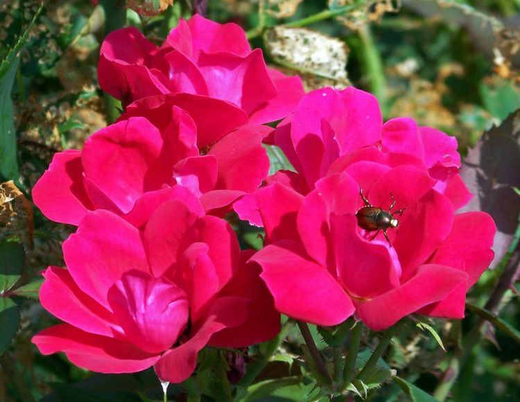 Jak pozbyć się wciornastków na różach | Porady od KrosAgro