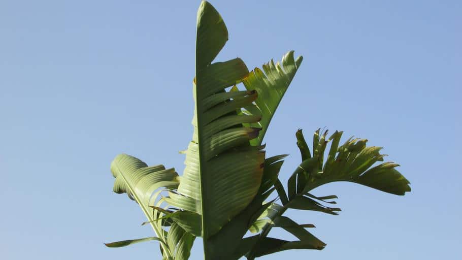 Jak prawidłowo przyciąć drzewo bananowe | KrosAgro