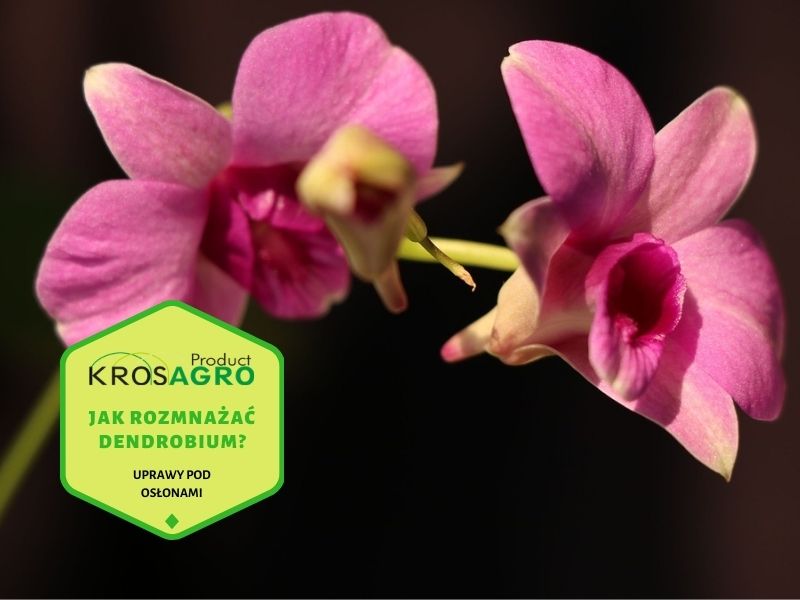 Jak rozmnażać Dendrobium z sadzonek | Porady od KrosAgro