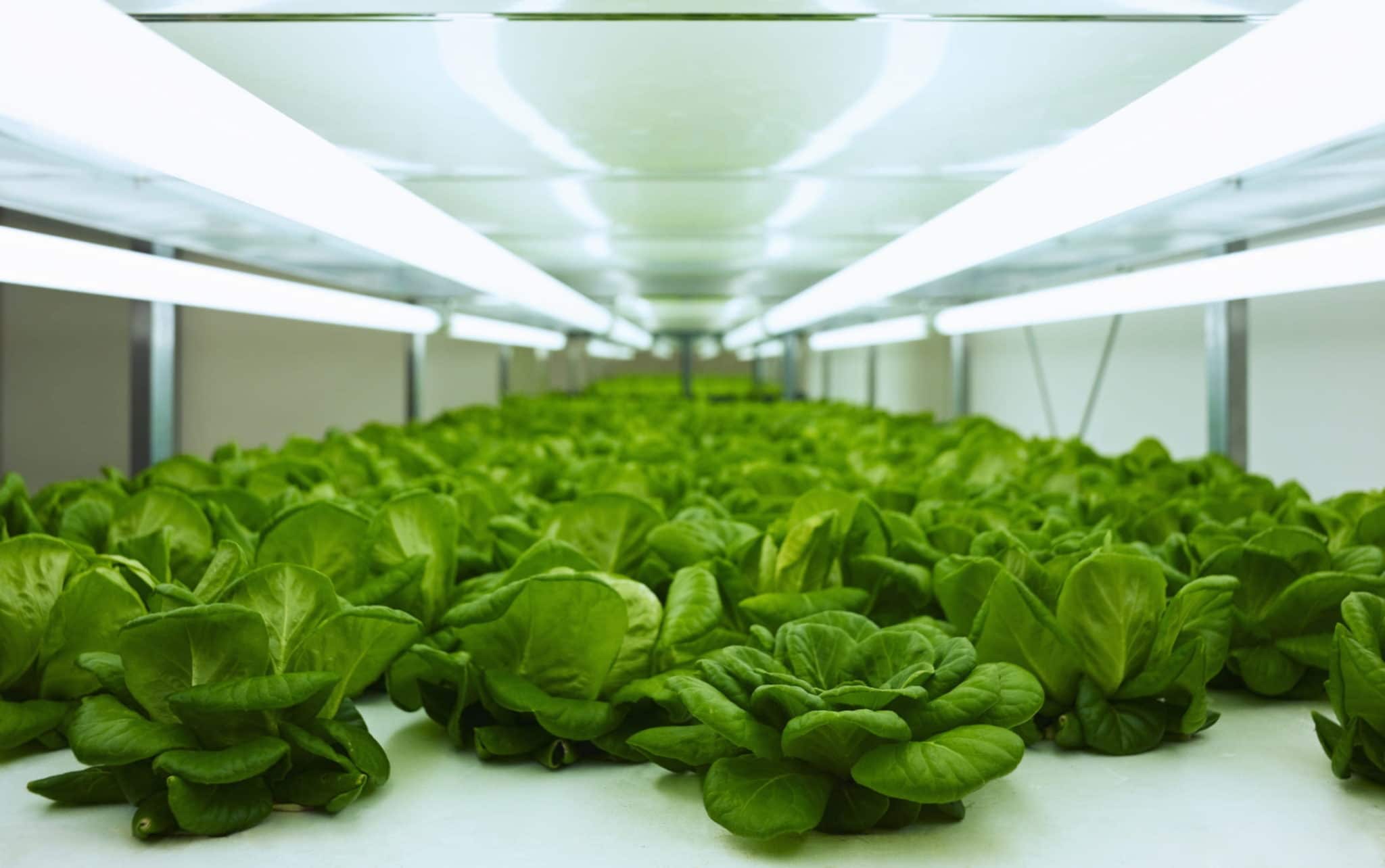 Jak rozpocząć uprawę roślin warzywnych w mini tunelu foliowym