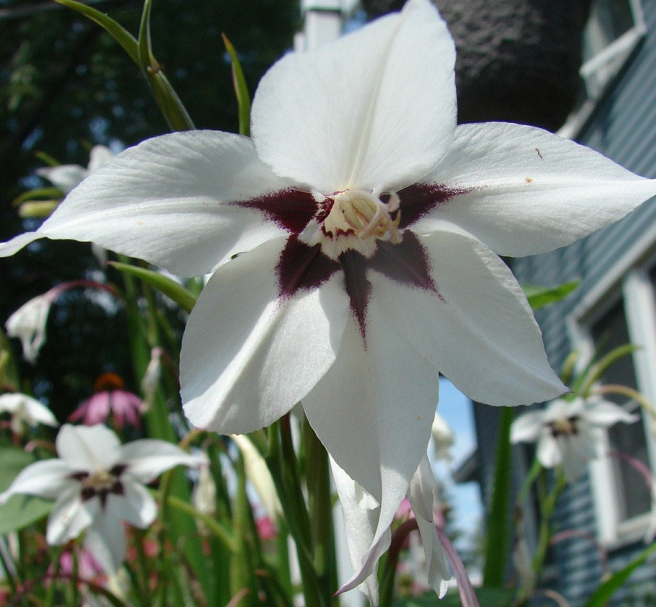 Jak sadzić cebulki orchideii gatunku Biała Czapla | KrosAgro