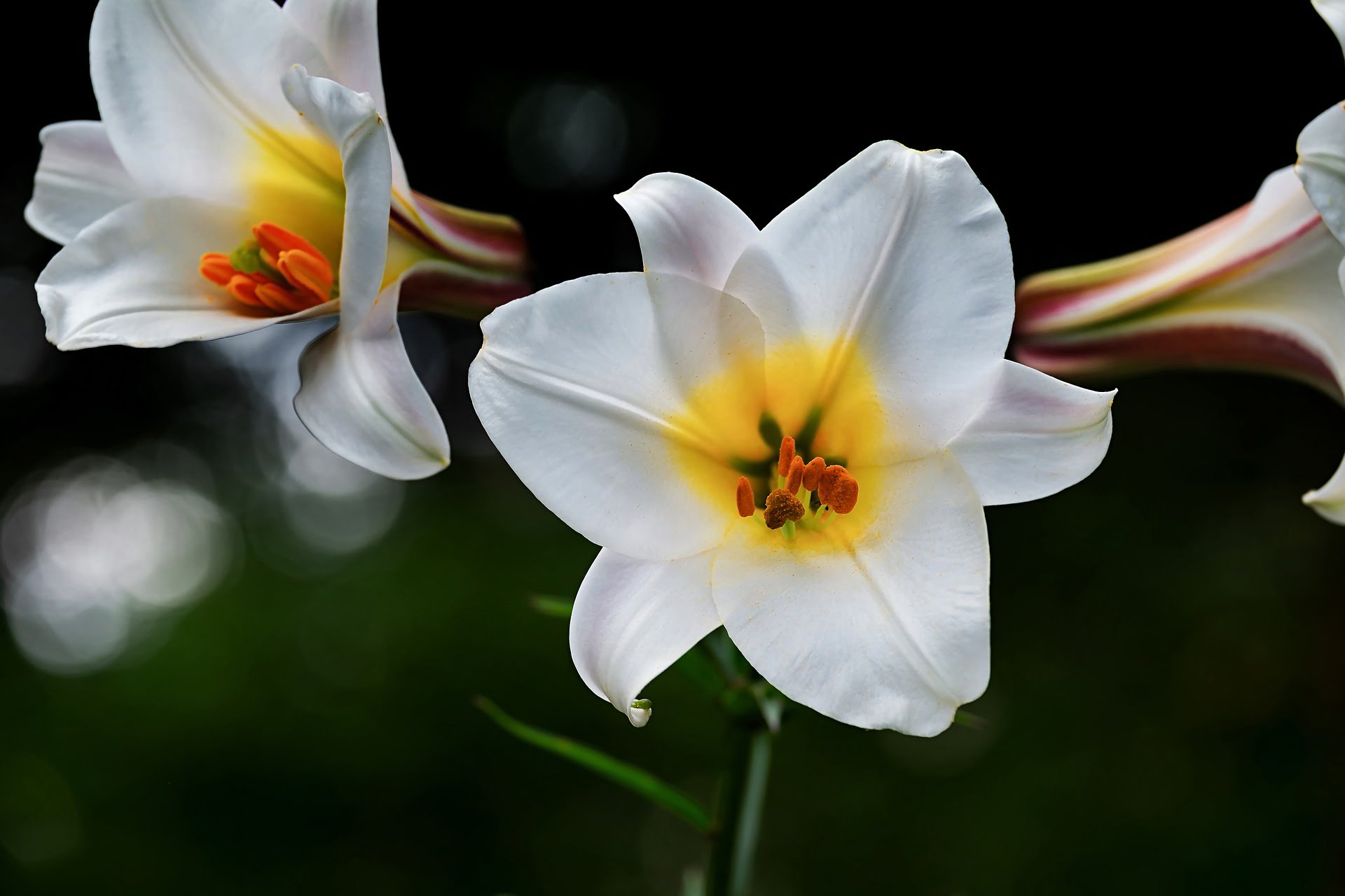 Jak sadzić lilię wielkanocną | Poradnik dla początkujących