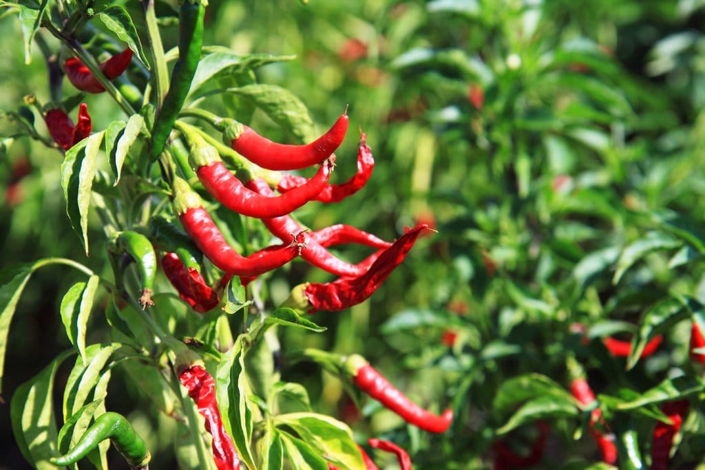 Jak sprawić, by chili rosło szybciej | Porady od KrosAgro