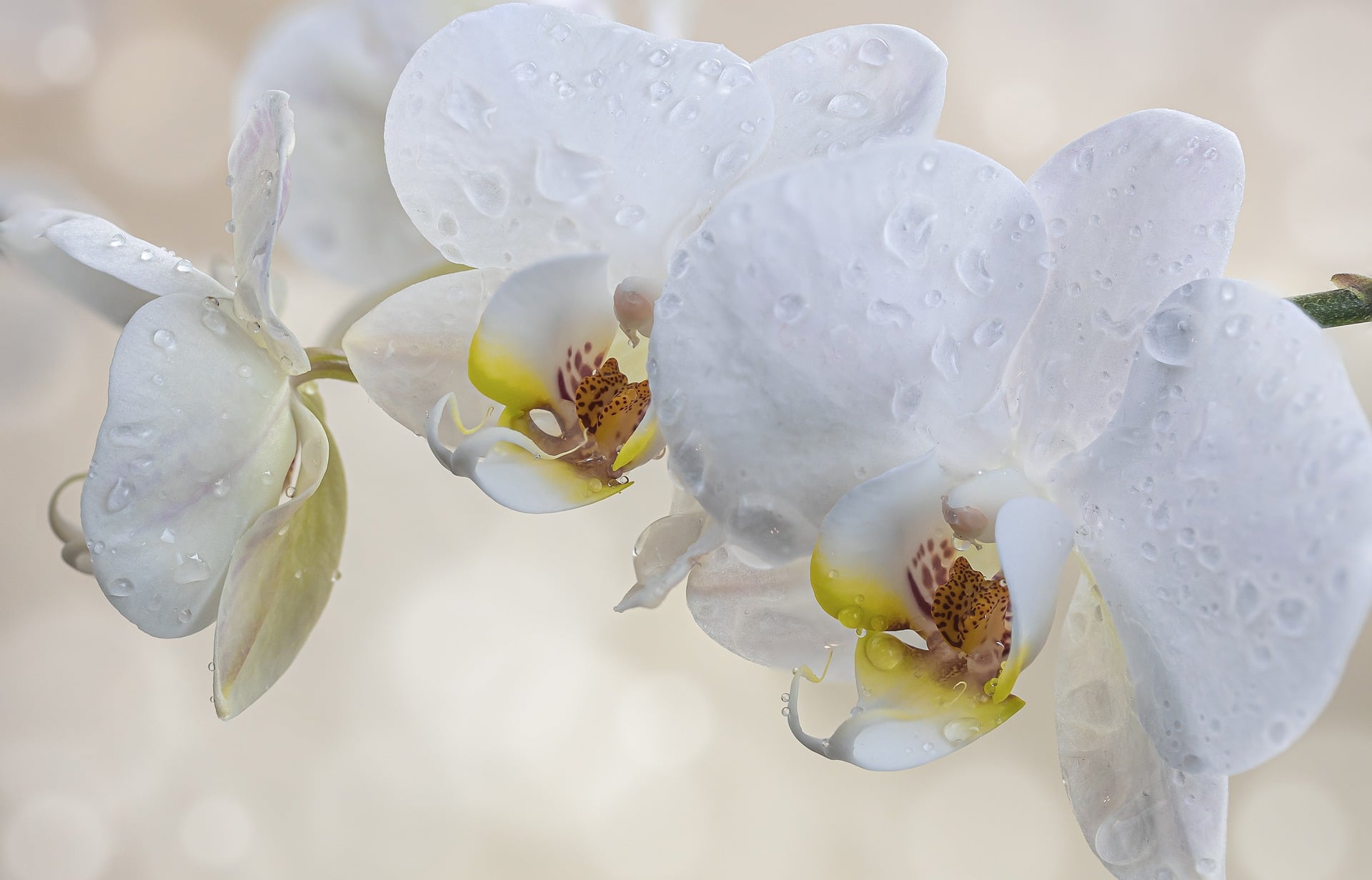 Jak uprawiać orchidee w wodzie w 3 prostych krokach