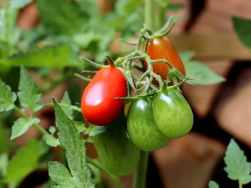 Jak uprawiać pomidory w celach komercyjnych, aby odnieść sukces?